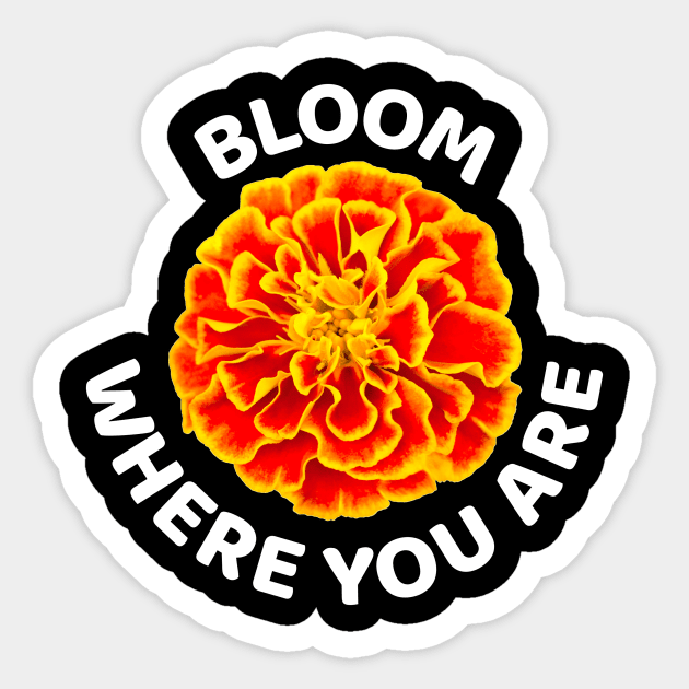 Bloom where you are with happy golden marigold Sticker by pickledpossums